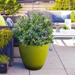 Bushel And Berry® Peach Sorbet™ Blueberry Bush -Fast Growing Trees Peach Sorbet BLueberry 2 FGT