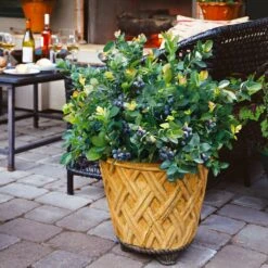 Bushel And Berry® Peach Sorbet™ Blueberry Bush -Fast Growing Trees Peach Sorbet BLueberry 3 BB