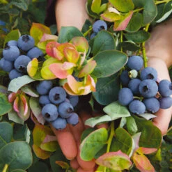 Bushel And Berry® Peach Sorbet™ Blueberry Bush -Fast Growing Trees Peach Sorbet BLueberry 7