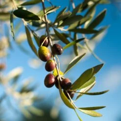 Pendolino Olive Tree -Fast Growing Trees Pendolino Olive
