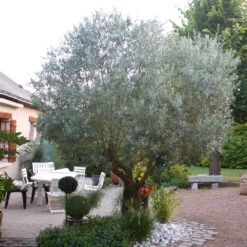 Pendolino Olive Tree -Fast Growing Trees Pendolino Olive FGT 3