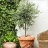 Pendolino Olive Tree 2 Pendolino Olive Tree -Fast Growing Trees Pendolino Olive FGT 600x600 231f38ca 5d36 47ad 97c6 31ac8f015baf