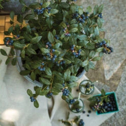 Bushel And Berry® Perpetua Blueberry 11 Bushel And Berry® Perpetua Blueberry -Fast Growing Trees Perpetua Blueberry 1 FGT