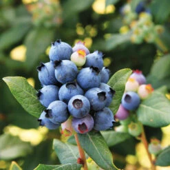 Bushel And Berry® Perpetua Blueberry 10 Bushel And Berry® Perpetua Blueberry -Fast Growing Trees Perpetua Blueberry 6 FGT
