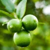 Persian 'Bearss' Lime Bush 1 Persian 'Bearss' Lime Bush -Fast Growing Trees Persian Lime Bush FGT 600x600 0cd07f7a a04f 4e42 98f2 c02838737259