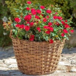 Petite Knock Out® Rose 13 Petite Knock Out® Rose -Fast Growing Trees Petite Red Knockout Rose2 FGT