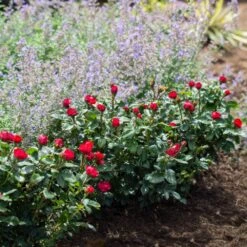 Petite Knock Out® Rose 11 Petite Knock Out® Rose -Fast Growing Trees Petite Red Knockout Rose4