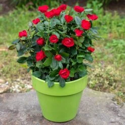 Petite Knock Out® Rose 9 Petite Knock Out® Rose -Fast Growing Trees Petite Red Knockout Rose5 FGT
