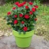 Petite Knock Out® Rose 2 Petite Knock Out® Rose -Fast Growing Trees Petite Red Knockout Rose FGT 600x600 70e7a7b5 d660 489f 9ff3 cb48bafed0b7