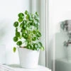 Pilea Peperomioides (Pancake Plant) -Fast Growing Trees Pilea Pancake Plant FGT 600x6005 790aec39 dc5d 4914 880d e848f81aa5e3