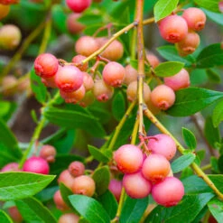 Pink Lemonade Blueberry Bush 8 Pink Lemonade Blueberry Bush -Fast Growing Trees Pin Lemonade Blueberry 1 26802e0d 4603 49c8 8784 fb7544bea792