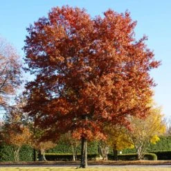 Pin Oak Tree 12 Pin Oak Tree -Fast Growing Trees Pin Oak 5 FGT
