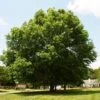 Pin Oak Tree 1 Pin Oak Tree -Fast Growing Trees Pin Oak FGT 600x600 c4defe34 4bd0 4d62 8fe8 b2d365e03b60