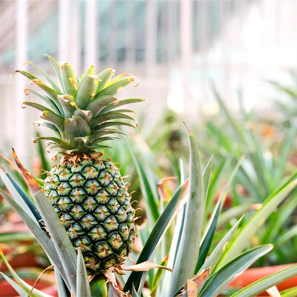 Sugarloaf Pineapple Plant 3 Sugarloaf Pineapple Plant