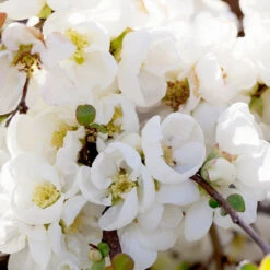 Pineapple Quince Tree 10 Pineapple Quince Tree -Fast Growing Trees Pineapple Quince 1 FGT