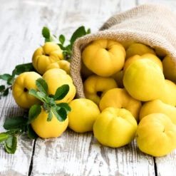 Pineapple Quince Tree 11 Pineapple Quince Tree -Fast Growing Trees Pineapple Quince 4 FGT