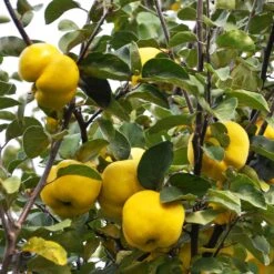 Pineapple Quince Tree 12 Pineapple Quince Tree -Fast Growing Trees Pineapple Quince 7