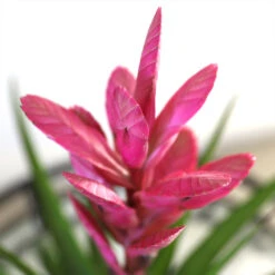 5-Inch Bromeliad In Decorative Pot 12 5-Inch Bromeliad In Decorative Pot -Fast Growing Trees Pink Bromiliad 2 e1dd7faf b9f8 429e 84d5 7ce3076db5e3