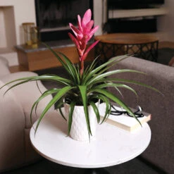 5-Inch Bromeliad In Decorative Pot 13 5-Inch Bromeliad In Decorative Pot -Fast Growing Trees Pink Bromiliad 4