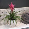 5-Inch Bromeliad In Decorative Pot 1 5-Inch Bromeliad In Decorative Pot -Fast Growing Trees Pink Bromiliad 600x600 1