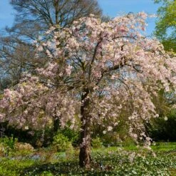 Pink Weeping Cherry Tree 10 Pink Weeping Cherry Tree -Fast Growing Trees Pink Double Weeping Cherry 6 FGT