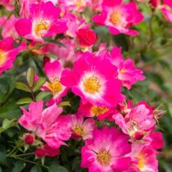 Pink Drift® Rose 7 Pink Drift® Rose -Fast Growing Trees Pink Drift Rose 1 FGT