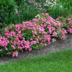 Pink Drift® Rose 6 Pink Drift® Rose -Fast Growing Trees Pink Drift Rose 3 FGT