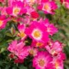 Pink Drift® Rose 2 Pink Drift® Rose -Fast Growing Trees Pink Drift Rose FGT 600x600 20d4fd32 04cb 474a b152 7b9c720d0596