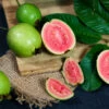 Tropical Pink Guava Tree 2 Tropical Pink Guava Tree -Fast Growing Trees Pink Guava FGT 600x600 241d4b5b 612f 43eb 9e6d a98136a2444d