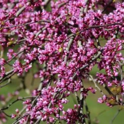 Pink Heartbreaker Redbud Tree 9 Pink Heartbreaker Redbud Tree -Fast Growing Trees Pink Heartbreaker Redbud 1