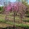 Pink Heartbreaker Redbud Tree 2 Pink Heartbreaker Redbud Tree -Fast Growing Trees Pink Heartbreaker Redbud 600x600 9f119770 559c 4357 915b 2c8485395d8f