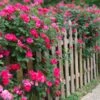 Double Pink Knock Out® Rose 1 Double Pink Knock Out® Rose -Fast Growing Trees Pink Knockout Shrub FGT 600x600 407160bc 6cbd 4bfb a426 0fedff3ee3ec
