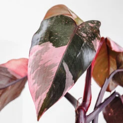 Pink Princess Philodendron 8 Pink Princess Philodendron -Fast Growing Trees Pink Princess 2