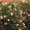 Pink-A-Boo® Camellia Shrub 2 Pink-A-Boo® Camellia Shrub -Fast Growing Trees Pink a Boo camellia 600x600 3883eb6d a151 4440 aa86 e2f1f3b3294b