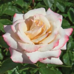 Pinkerbelle™ Rose 11 Pinkerbelle™ Rose -Fast Growing Trees Pinkerbelle Rose 1 FGT
