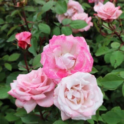 Pinkerbelle™ Rose 10 Pinkerbelle™ Rose -Fast Growing Trees Pinkerbelle Rose 5