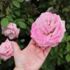 Pinkerbelle⢠Rose 2 Pinkerbelle⢠Rose -Fast Growing Trees Pinkerbelle Rose FGT 600x600 be6e8406 d8dc 4685 a65d fbdcdd122191