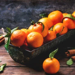 Pixie Mandarin Tree 9 Pixie Mandarin Tree -Fast Growing Trees Pixie Mandarin Tree 3