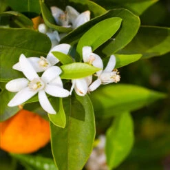 Pixie Mandarin Tree 8 Pixie Mandarin Tree -Fast Growing Trees Pixie Mandarin Tree 6