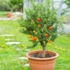 Pixie Mandarin Tree 2 Pixie Mandarin Tree -Fast Growing Trees Pixie Mandarin Tree FGT 600x600 e99a8ce9 e0fd 4891 bcec f674402f83e1