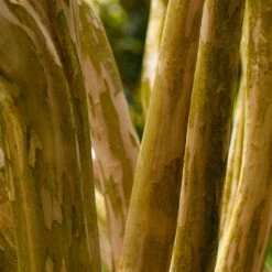 Pink Velour Crape Myrtle 15 Pink Velour Crape Myrtle -Fast Growing Trees Pnk Velour Crape Myrtle