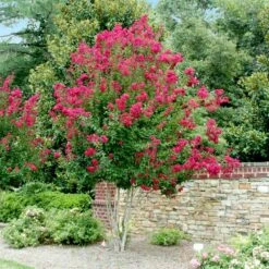 Pink Velour Crape Myrtle 13 Pink Velour Crape Myrtle -Fast Growing Trees Pnk Velour Crape Myrtle 4 FGT