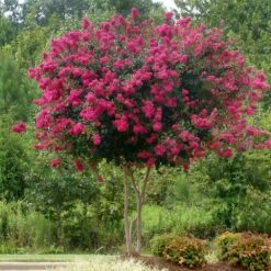 Pink Velour Crape Myrtle 11 Pink Velour Crape Myrtle -Fast Growing Trees Pnk Velour Crape Myrtle 5 FGT