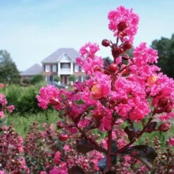 Pink Velour Crape Myrtle 12 Pink Velour Crape Myrtle -Fast Growing Trees Pnk Velour Crape Myrtle 6 FGT