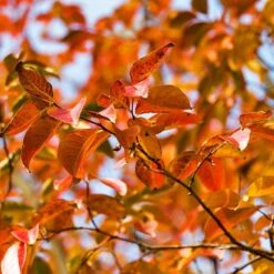 Pink Velour Crape Myrtle 14 Pink Velour Crape Myrtle -Fast Growing Trees Pnk Velour Crape Myrtle 8