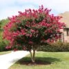 Pink Velour Crape Myrtle 2 Pink Velour Crape Myrtle -Fast Growing Trees Pnk Velour Crape Myrtle FGT 600x600 b03142bb 2ee6 41eb 8c3b 61824ffc7733