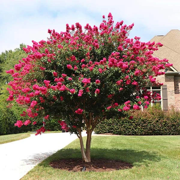Pink Velour Crape Myrtle 3 Pink Velour Crape Myrtle