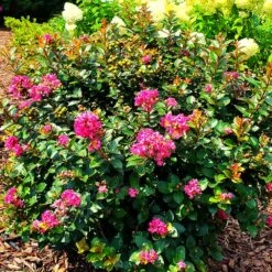 Pocomoke Crape Myrtle 10 Pocomoke Crape Myrtle -Fast Growing Trees Pocomoke Crape myrtle 2