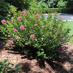 Pocomoke Crape Myrtle 9 Pocomoke Crape Myrtle -Fast Growing Trees Pokomoke 1