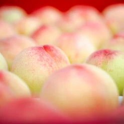 Polly Peach Tree 7 Polly Peach Tree -Fast Growing Trees Polly Peach 2